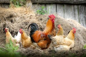 Chickens and Livestock