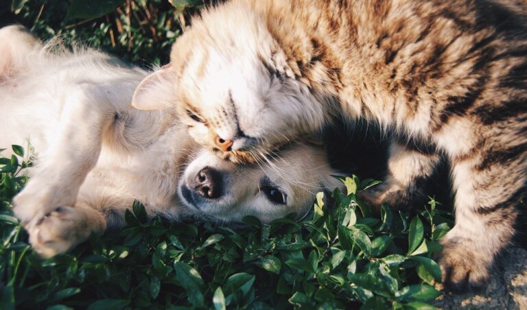 Pets at home