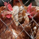 ECO Animal Health Group