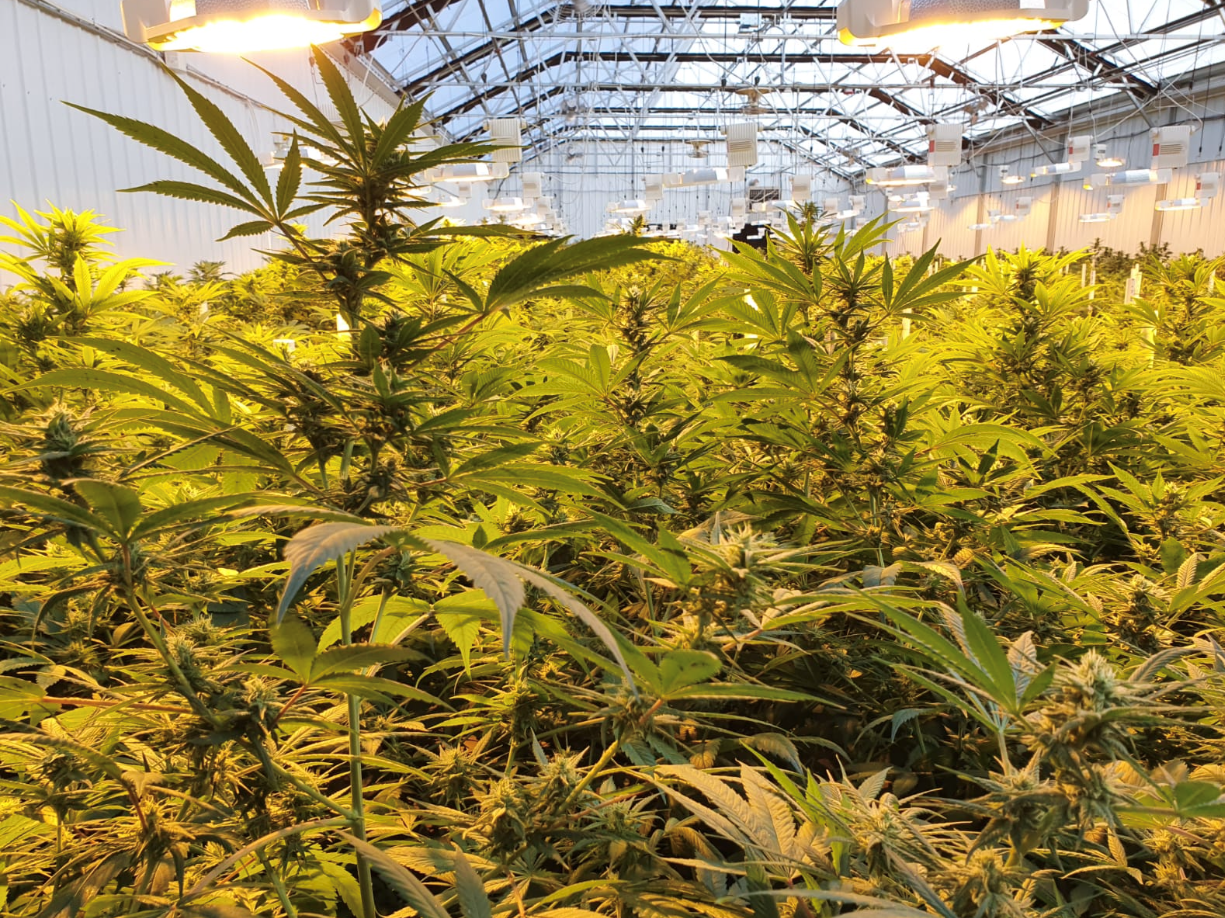 Zoetic International CBD