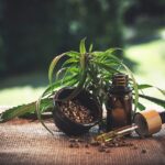 Sativa Wellness Group Share Price