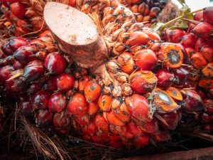 Palm oil